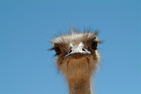 Closeup of Ostrich in Namibia