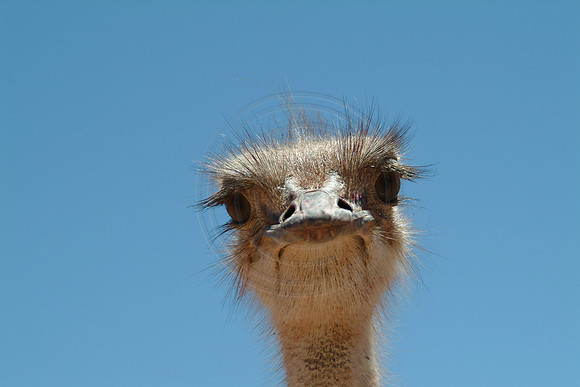 Closeup of Ostrich in Namibia