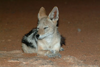 Black-backed jackal (Canis mesomelas), Etosha park, Namibia