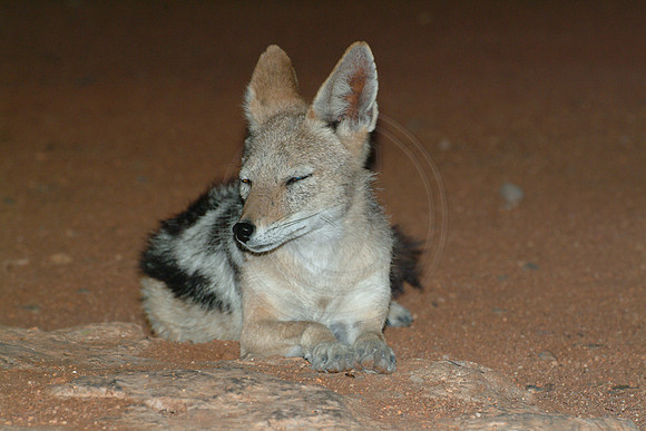 Black-backed jackal (Canis mesomelas), Etosha park, Namibia