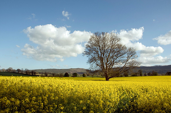 Rapeseed field in summer