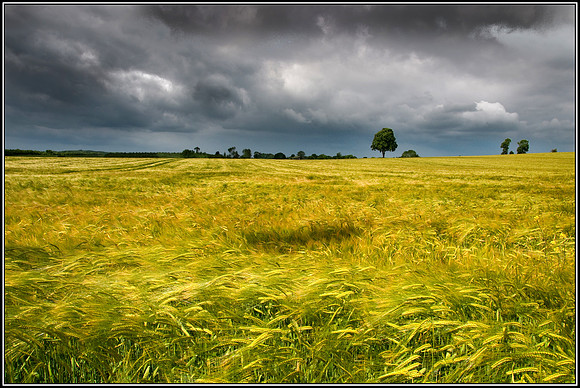 Stormy skies over barley field