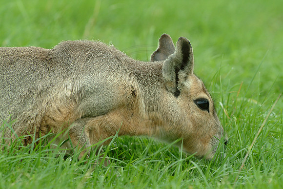 Mara (Dolichotus patagonum). Fota Island, Cork, Ireland