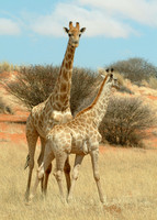 Giraffes (Giraffa camelopardalis) Kalahari, Namibia