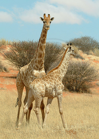 Giraffes (Giraffa camelopardalis) Kalahari, Namibia