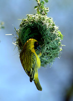 Village Weaver building nest (Ploceus Cucullatus), Omaruru, Nami