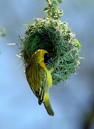 Village Weaver building nest (Ploceus Cucullatus), Omaruru, Nami