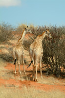Giraffes eating in the Kalahari Wilderness Namibia