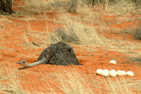 Ostrich (Struthio Camelus) with discarded eggs, Kalahari, Namibia