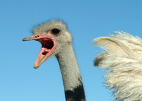 Ostrich (Struthio Camelus) Dabis Farm, Helmeringhausen, Namibia