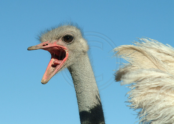 Ostrich (Struthio Camelus) Dabis Farm, Helmeringhausen, Namibia